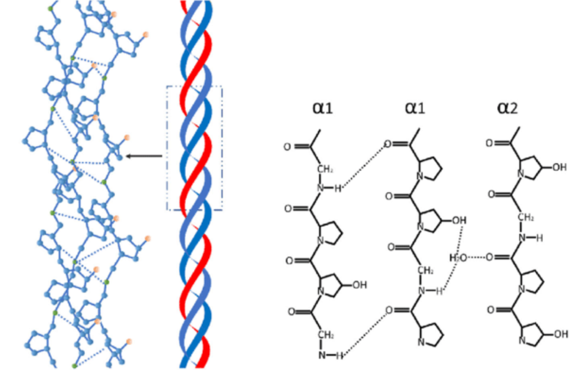 <p>Strong, insoluble, fibrous protein</p><p>Left-handed collagen helix structure, 3 residues per turn form right-handed super helical structure</p>