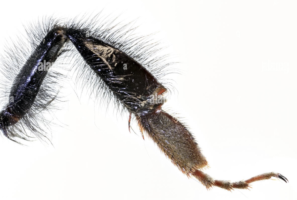 <p>Fore leg, mid leg, and hind leg</p><p>Hind leg has corbiculum/pollen basket</p>