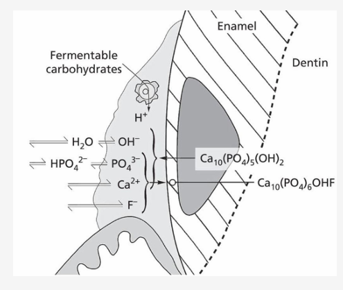 <p>-contribute to rough texture</p>