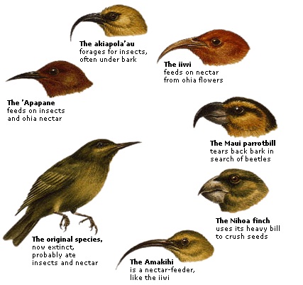 A form of genetic drift when one of a few individuals migrate and become the founders of a new, isolated population. The alleles that they carry become a significant fraction of the new populations genetic endowments. 

A serties of small populations that are isolated from one another may come to differ strongly as a result of genetic drift.

Ex. Island Species

      (finches on galápagos islands)

\
