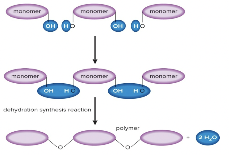<p>Joining monomers to form a polymer by removing a water molecule</p>