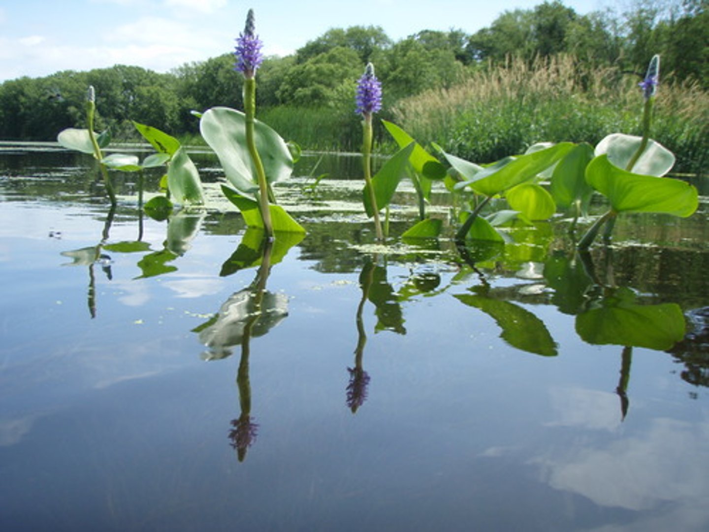 <p>Pontederia cordata</p>