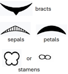<p>how are the floral parts arranged in a floral diagram (outermost to innermost)</p>