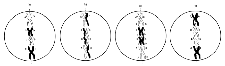 <p><span><span>Please examine the following four cells, each of which represents four chromosomes in a cell undergoing mitosis. Imagine that shared color reflects chromosomes that are derived from the same parent and that genes are represented as letters (A/a or B/b) next to the locus at which each is found.</span></span></p><p><span><span>Which cell illustrates a possible arrangement of genes on chromosomes for this individual?<br>A. (a)<br>B. (b)<br>C. (c)<br>D. (d)</span></span></p>