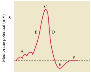 <p>in the phase labeled D, _____ ions are moving ______ the cell.</p>