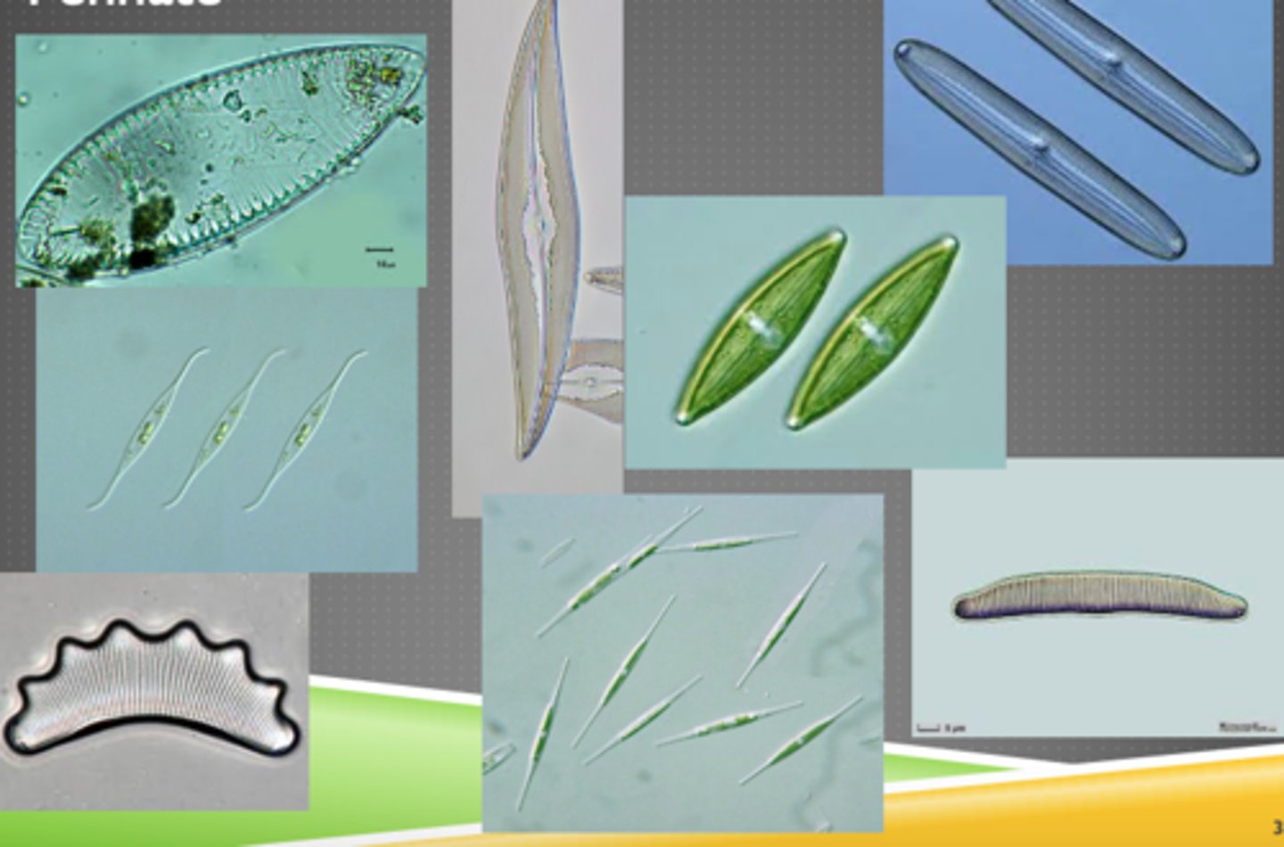<p>Phytoplankton</p>