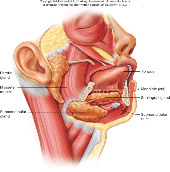 <ul><li><p>Produce saliva</p><ul><li><p>Function of saliva- break down food in mouth into smaller pieces</p></li></ul></li><li><p>Know location of the 3 glads</p></li><li><p>Identify the following digestive structures</p><ul><li><p>Parotid gland</p></li><li><p>Submandibular gland</p></li><li><p>Sublingual gland</p></li></ul></li></ul><p></p>