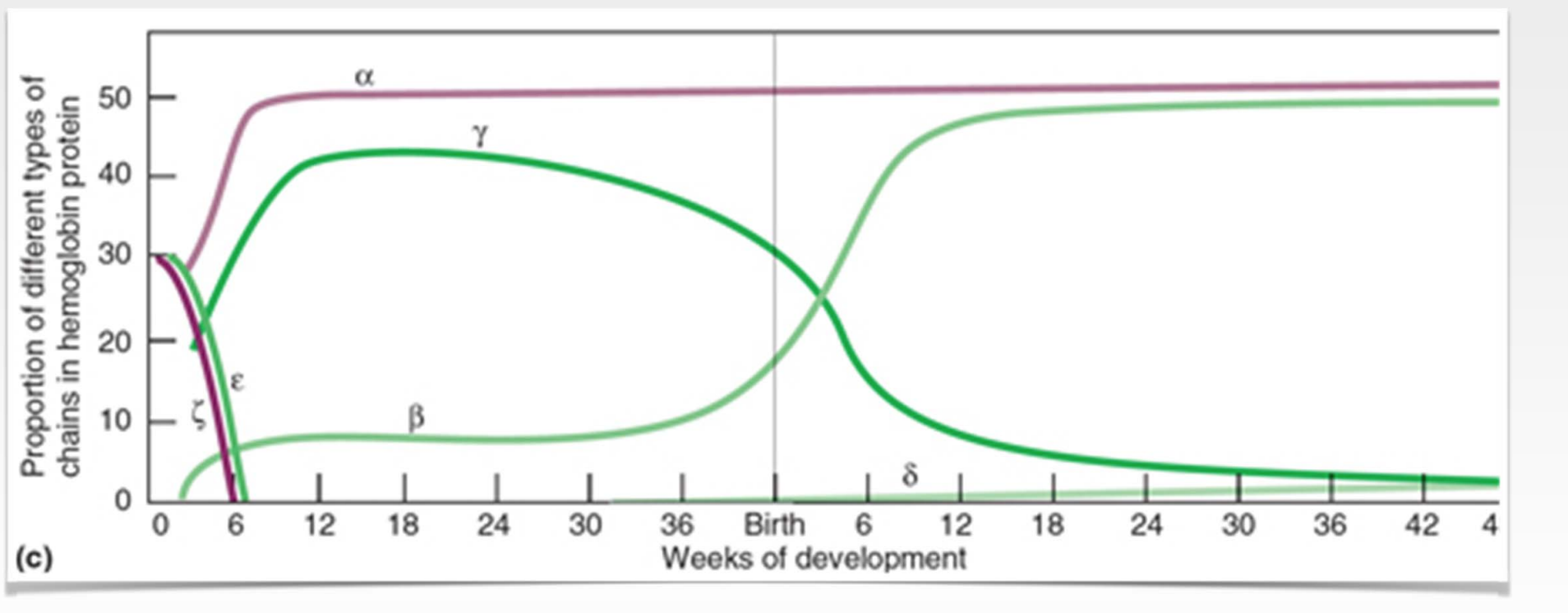* $$alpha hemoglobin$$ gets developed $$early$$ on when the fetus starts to develop the $$circulatory system$$ and gets express all throughout life 
* %%gamma%% is main fetal hemoglobin
  * while fetus is gestating and the embryo is gestating it produces gamma version of the beta hemoglobin 
  * gamma has HIGHER affinity for oxygen 
* Once baby is born there is a ^^switch^^ 
  * ==stops== expressing ==gamma== type of beta hemoglobin 
  * %%starts%% expressing regular %%beta%% hemoglobin 