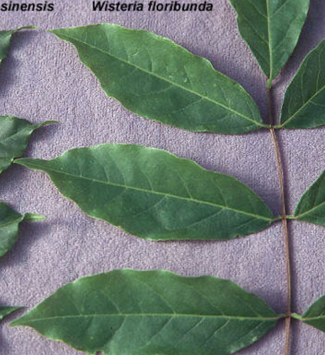 <p><em>Wisteria floribunda</em></p>