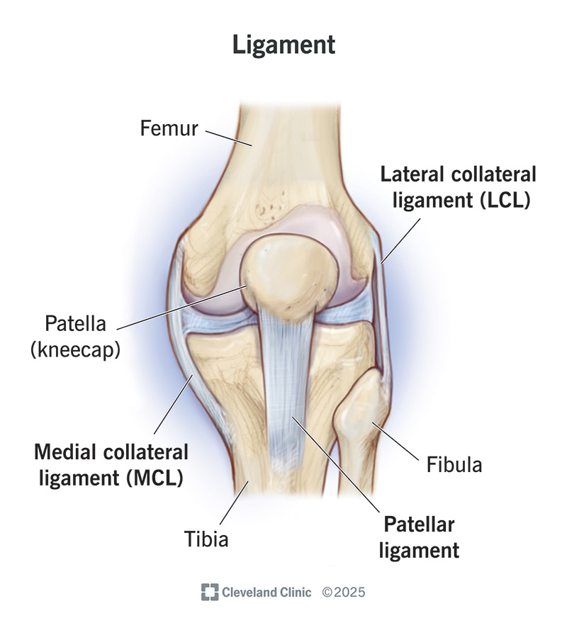 <p>Ligament</p>