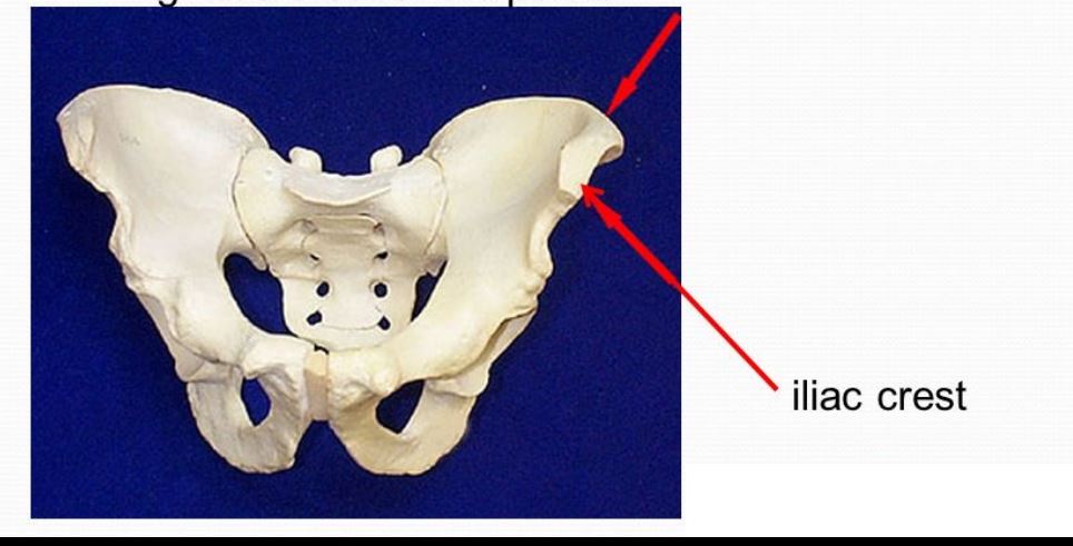 <p>on the most caudal and lateral part of the ilium of the pelvis.  a crest is a prominent ridge on the bone. </p>