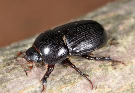 <p>Adult 12–15 mm. Adults chew stems at soil line.</p>