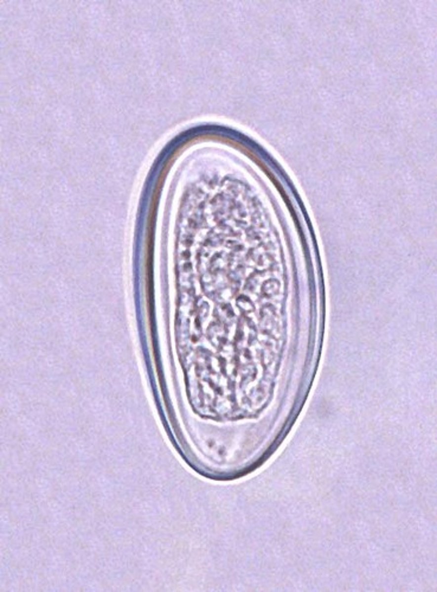 <p>-PINWORM</p><p>-life cycle: EGGS IN --> EGGS OUT (egg is ingested and goes to SI where matures and the females travels all the way to the anus to lay eggs leading to itching; eggs mature in 4-6 hours)</p><p>-worms don't attach meaning they could accidently go to the wrong places (sometimes vaginal)</p><p>-very common in children</p><p>-'glue covered eggs' causes itching (itchy anus)</p><p>-Noctural PRURITIS ANI is the most common symptom</p><p>-rarely see adults in stool</p><p>-SCOTCHTAPE method to look for eggs (since O&amp;P looks at stool and eggs not in stool)</p><p>ADULTS female: pointed tail about 1cm long</p><p>EGGS: medium size that are oval but flattened on one end, kinda like a D</p><p>-the eggs can develop into infective stage WIHTOUT NEEDING SOIL!!!</p>
