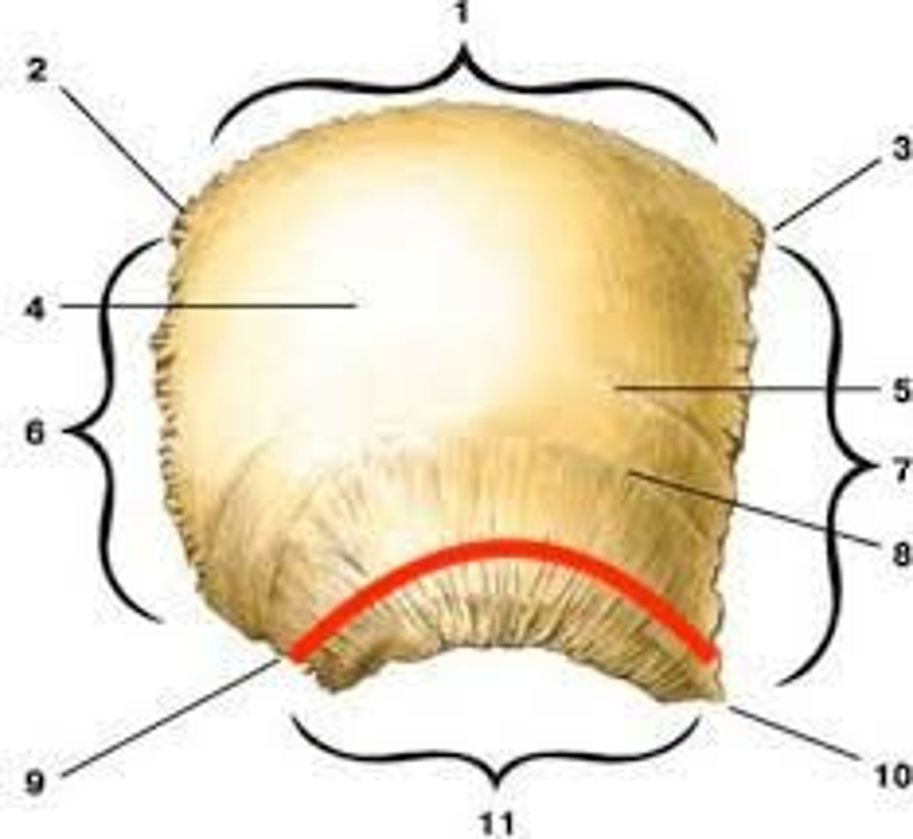 <p>ectocranial striations near squamosal suture</p>
