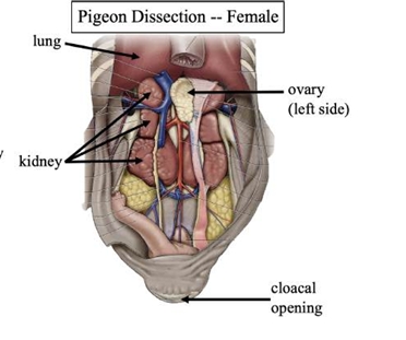 <p>produce eggs for reproduction</p>
