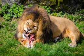 <p>be Carnivorous</p>