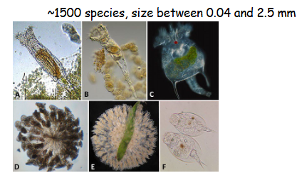 <p>What are rotifers?</p>