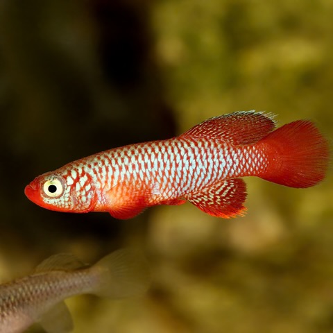 <p>Order Cyprinodontiformes</p>