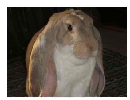 <p>5.5kg</p><p>Long ears </p><p>Relaxed</p>