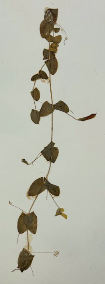 <p>Family + Genus</p>