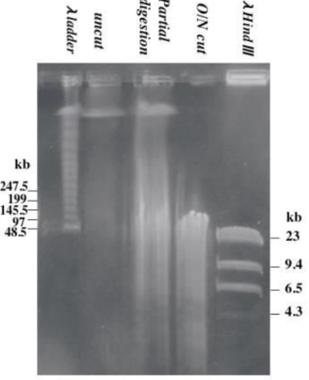 <p>What could have happened to this gel (top)</p>