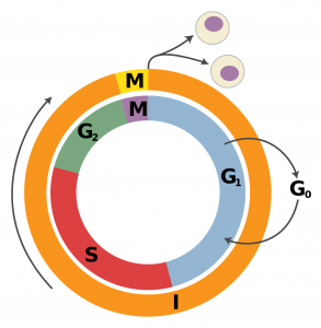 <p>Cell’s growth development phase before mitosis and cytokinesis. G<sub>1,</sub> S, G<sub>2 </sub></p>