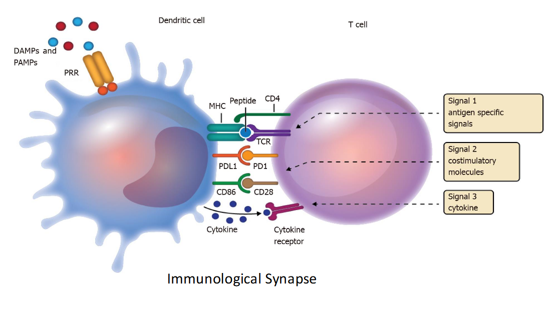 <ol><li><p>Antigen specific signals</p></li><li><p>Costimulatory molecule binding</p></li><li><p>Cytokines bind to cytokine receptors</p></li></ol><p>For full activation of T cells, you need all 3 signals</p>