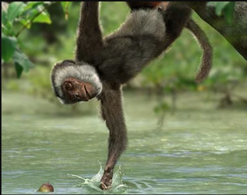 <p>Example of Parapithecidae</p>