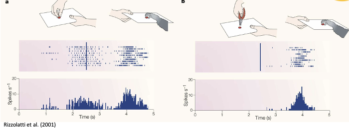 <p>difference between panel a and panel b:</p><p><span><span>no activity in neurons when experimenter used a plier to grasp, but MN activate when experimenter used their hands</span></span></p><ul><li><p><span><span>Suggests this motor system is selective and specific</span></span></p></li><li><p><span><span>The object use has no clear objective, so less likely to respond</span></span></p></li><li><p><span><span>The monkey has also never done this before - MN more activity when the action being observed is something they have done before</span></span></p></li></ul><p>&nbsp;</p><ul><li><p><span><span>Single cell recordings on macaque monkeys in F5 (analogous to premotor area in humans)</span></span></p></li><li><p><span><span>Direct recording of neurons in response to behavioural tasks</span></span></p></li></ul><p></p>