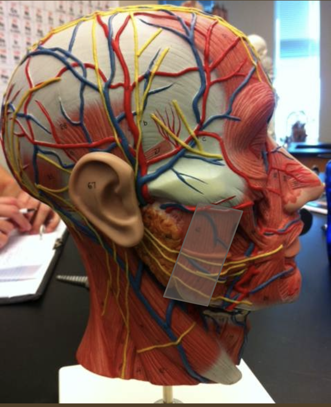 <p>Identify the nerve</p>