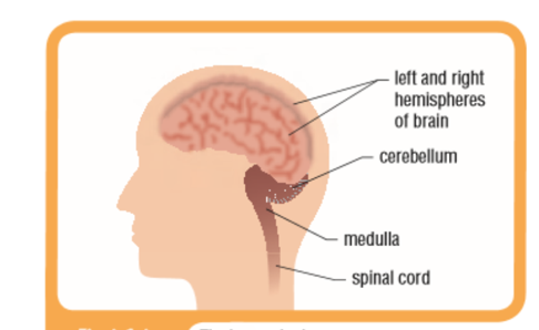 <p>made of 3 parts: cerebellum, cerebrum and medulla. brain and spinal cord protected by layer called meninges. also contains cerebrospinal fluid which is shock absorber</p>