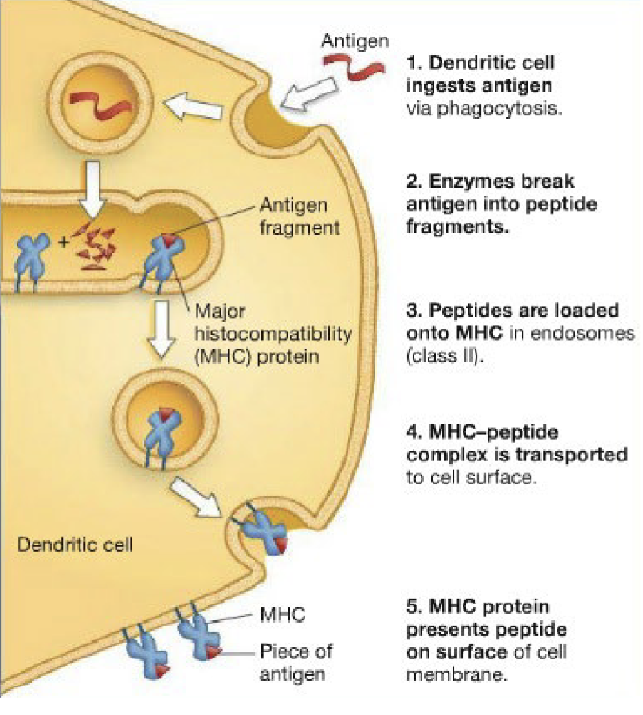 <ul><li><p>MHC PROTEINS WERE NAMED FOR THEIR ROLE IN TISSUE REJECTION IN TRANSPLANT SURGERIES</p></li><li><p>MHC PROTEINS PRESENT PROTEIN FRAGMENTS NATIVE TO THE ORGANISM TO SIGNAL WHICH PROTEINS ARE “SELF” TO ADAPTIVE IMMUNE SYSTEM</p></li><li><p>MHC PROTEINS ALSO PRESENT FOREIGN PROTEIN FRAGMENTS TO ACTIVATE ADAPTIVE IMMUNE SYSTEM</p></li></ul><p></p>