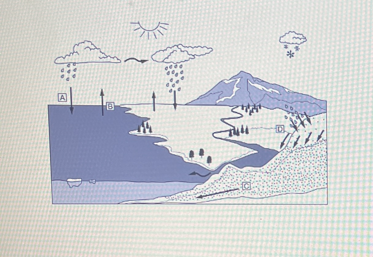<p>D</p>