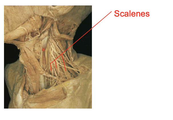 <ul><li><p>scalenes</p></li></ul><p></p><p>origin</p><ul><li><p>transverse process of cervical vertebrae</p></li></ul><p>insertion</p><ul><li><p>ribs one and two</p></li></ul><ul><li><p></p><img src="https://knowt-user-attachments.s3.amazonaws.com/4fc2ccd9-012b-4e36-bb47-66f7d8ac091c.png" data-width="100%" data-align="center"><p>erves</p></li></ul><p></p>