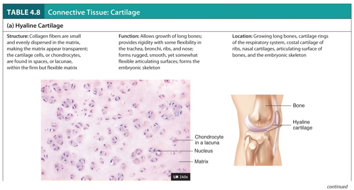 <p>Hyaline Cartilage</p>