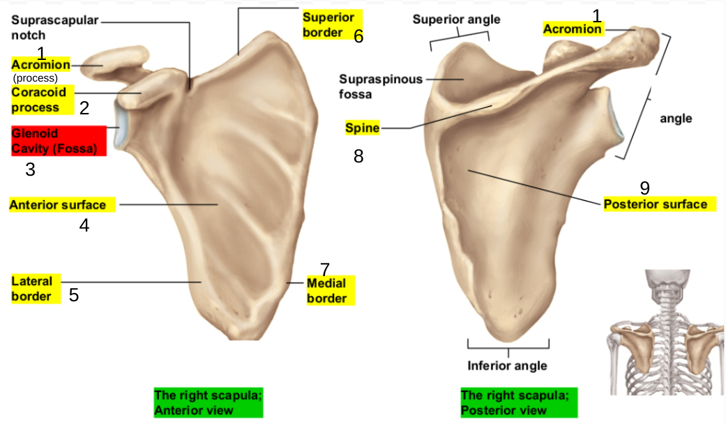 <p>Pectoral girdle (scapula)</p>