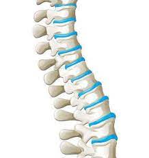 <p>inbetween each vertebrae</p>