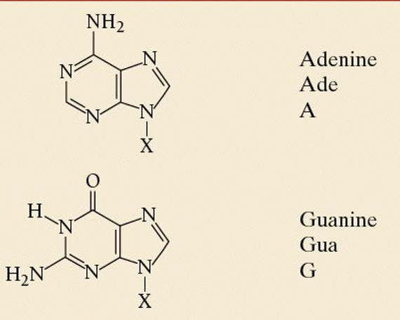 <p>guanine is longer than adenine</p>