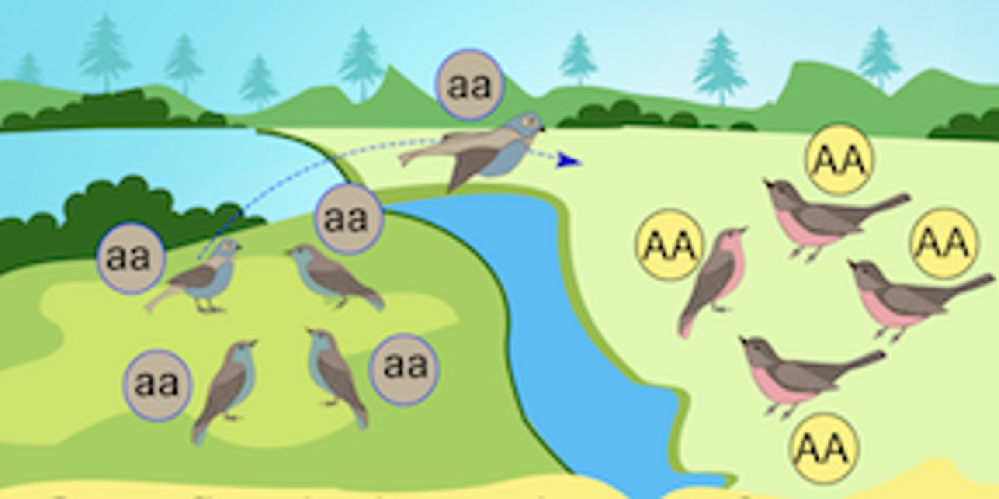 <p>Occurs when individuals migrate between different populations and cause changes in the genetic composition of the resulting populations. (Immigration into and emigration out of the population.)</p>