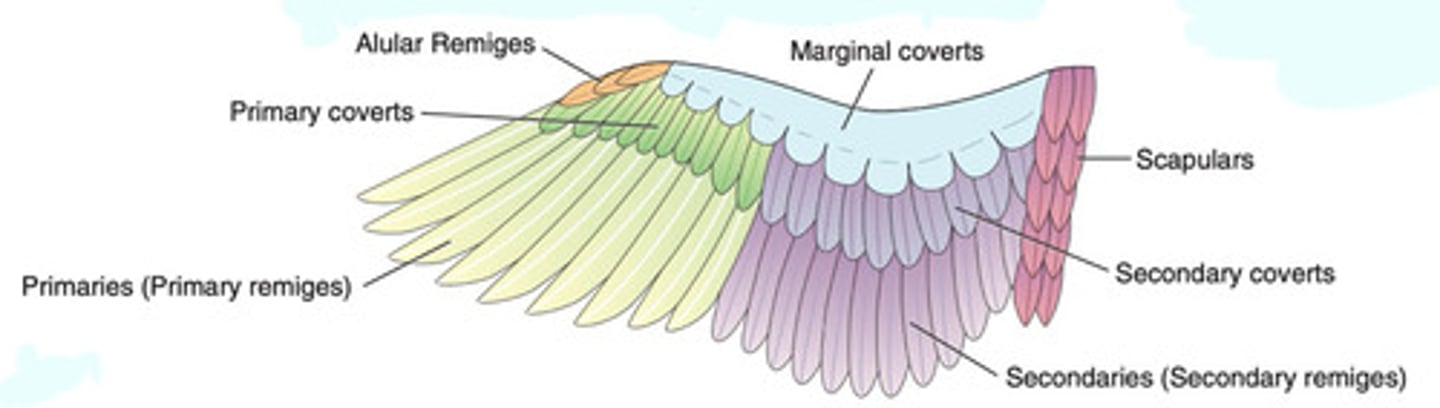 <p>Birds have primary and secondary wing feathers. How many do they have of each? Where do they each arise from? How are they numbered?</p>
