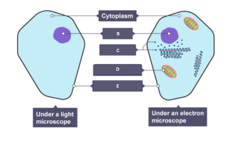 <p>Cytoplasm</p>