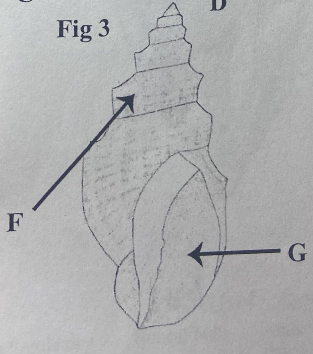 The rasping structure used for feeding is the