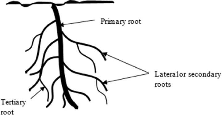 <p>roots that are attached to the primary root on the side</p>