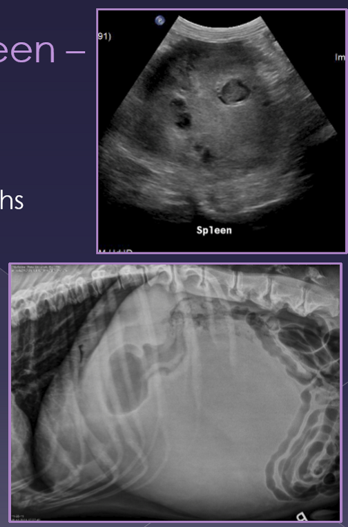 <ul><li><p>benign or malignant </p></li><li><p>very common </p></li><li><p>large breed dogs » small breed dogs </p></li><li><p>acute </p><ul><li><p>shock, enlarged abdomen, abdominal mass, fluid wave, lethargic, vomiting, abdominal pain </p></li></ul></li><li><p>chronic </p><ul><li><p>same as acute but episodic presentation </p></li></ul></li><li><p>diagnosis </p><ul><li><p>abdominal radiographs </p><ul><li><p>mass-effect </p></li><li><p>peritoneal effusion </p></li></ul></li><li><p>thoracic radiographs </p><ul><li><p>metastasis </p></li></ul></li><li><p>ultrasound </p><ul><li><p>mixed echotexture </p></li><li><p>cavitated lesions </p></li><li><p>enlarged spleen </p></li></ul></li></ul></li></ul><p></p>