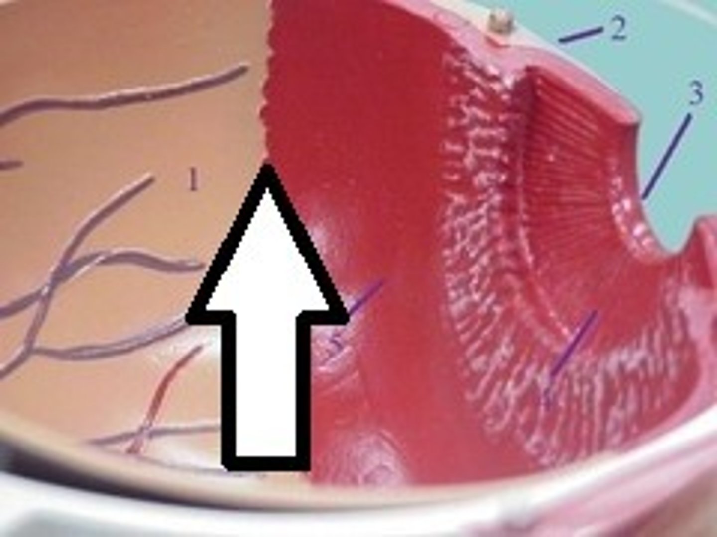 <p>the junction between the retina and ciliary body denoting the anterior limit of the retina. Retinal pigmentation decreases towards this area. Is more scalloped nasally. </p>