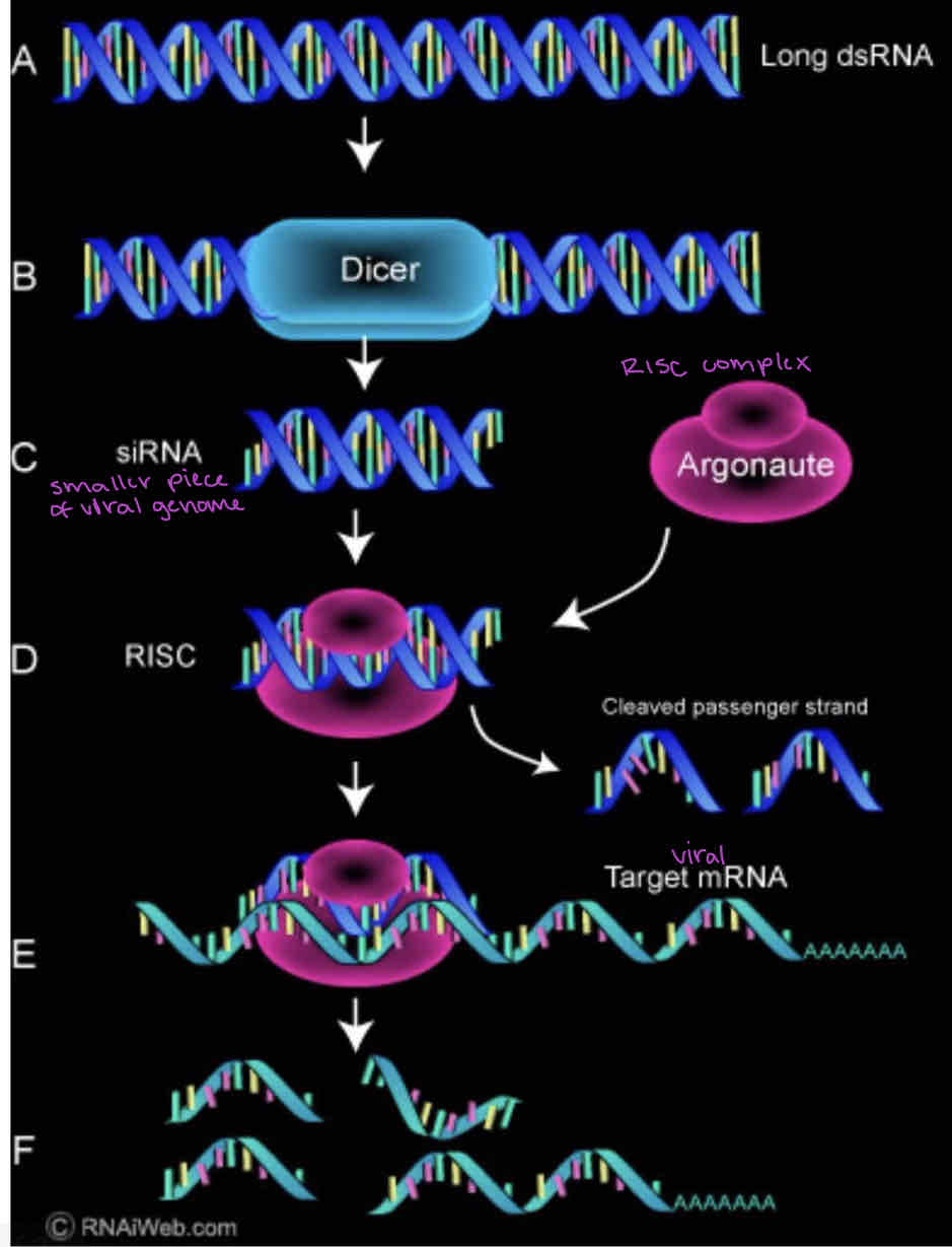 <p>Dicer recognizes dsRNA and cuts it into small pieces (good trigger because dsRNA only comes from viruses)</p><p>One strand of the pieces is loaded into the RNA-induced silencing complex (RISC) (degrades and removes complementary piece)</p><p>Base pairing of the RNA strand to another RNA strand targets it for degradation by the Argonaute associated RNase activity</p>