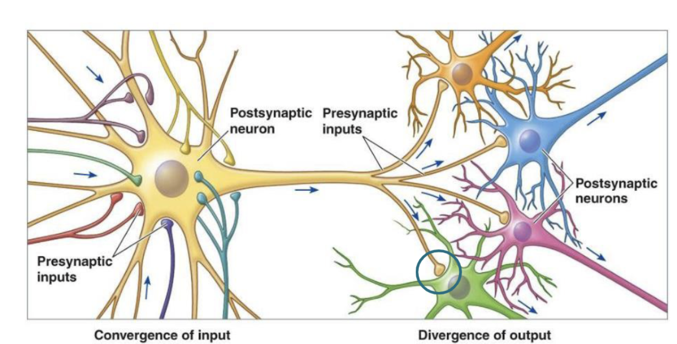<p><span style="background-color: transparent;"><span>one cell influences many others</span></span></p>