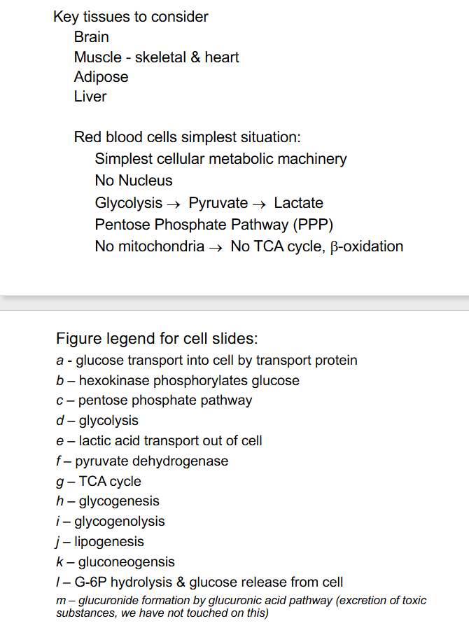 <p>DIAGRAM ON SLIDE 15 and 16 (WHOLE SLIDE)</p>
