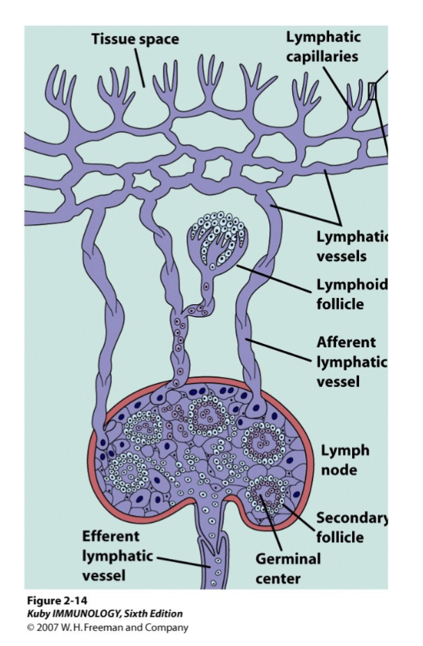 <p>Lymphatic system vessels</p><p><strong><u>A</u></strong>fferent lymphatics: <strong><u>A</u></strong>rriving at lymphoid tissues</p><p><strong><u>E</u></strong>fferent lymphatics: <strong><u>E</u></strong>xiting lymphoid tissues </p><p><u>Afferent lymphatic vessels</u> bring in lymph fluid containing antigen-carrying dendritic cells, particulate antigen and a few lymphocytes from tissues to regional lymph nodes</p><p><u>Efferent lymphatic vessels </u>take lymph fluid away from lymph nodes via the thoracic duct into venous circulation; carry antibodies secreted by plasma cells and activated/memory T cells and B cells, distributing effector cells and antibodies throughout the body to fight off the infection.</p><p>valve system as there is no pumping</p><p>some immune cells in the lymphoid follicle</p>