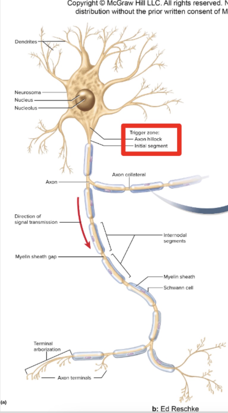 <p>Identify the parts of a neuron</p>